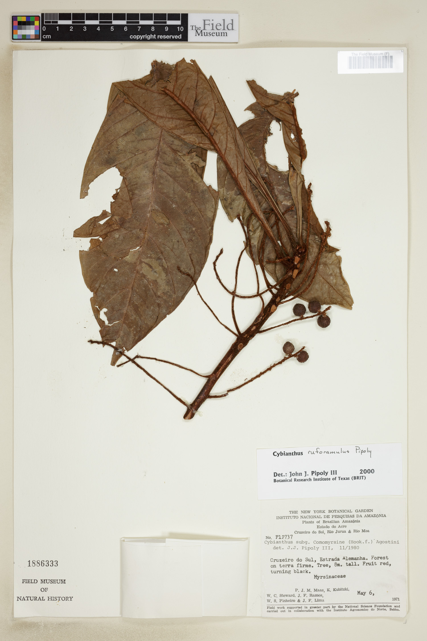 Cybianthus ruforamulus image