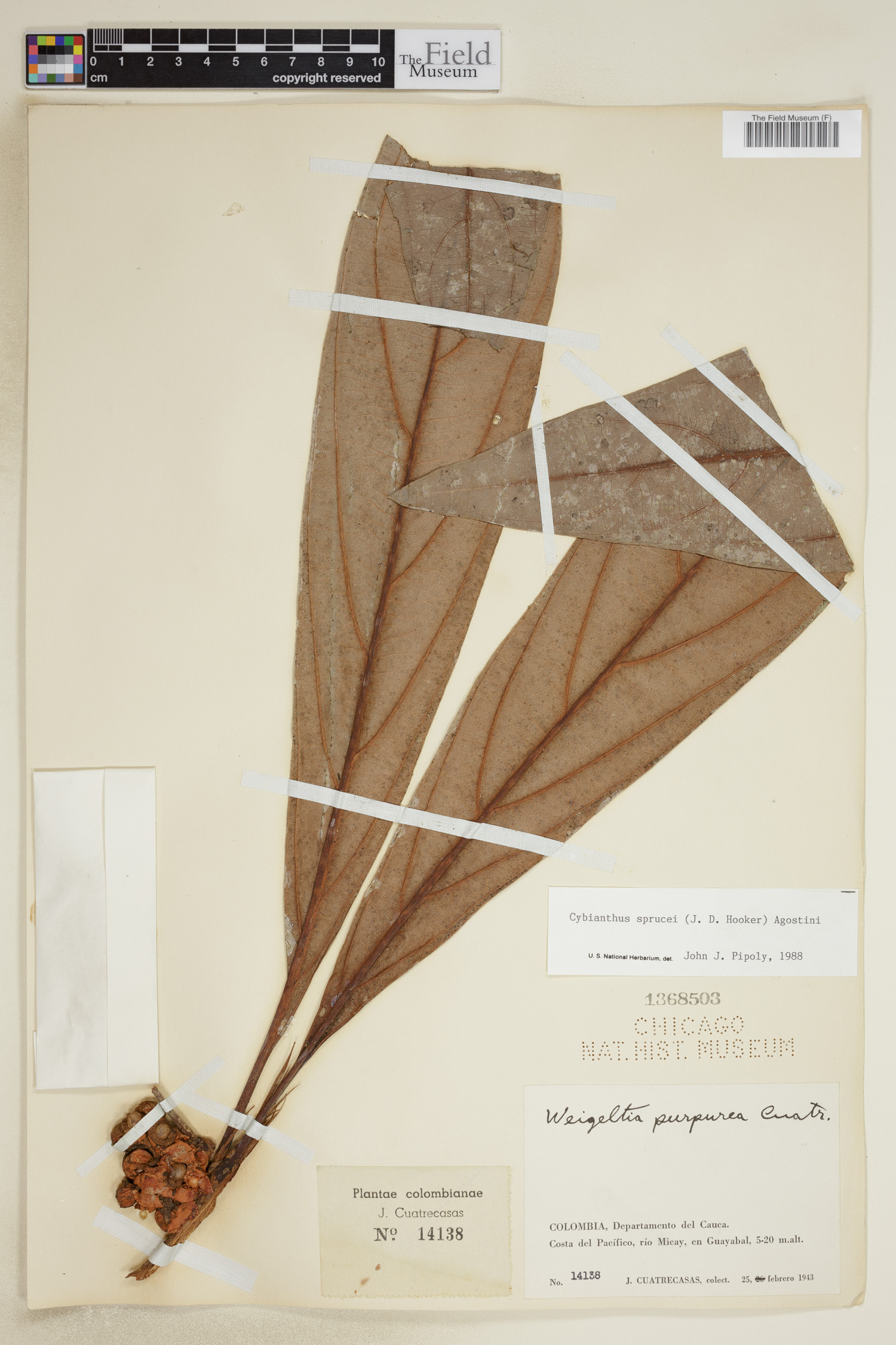 Cybianthus sprucei image