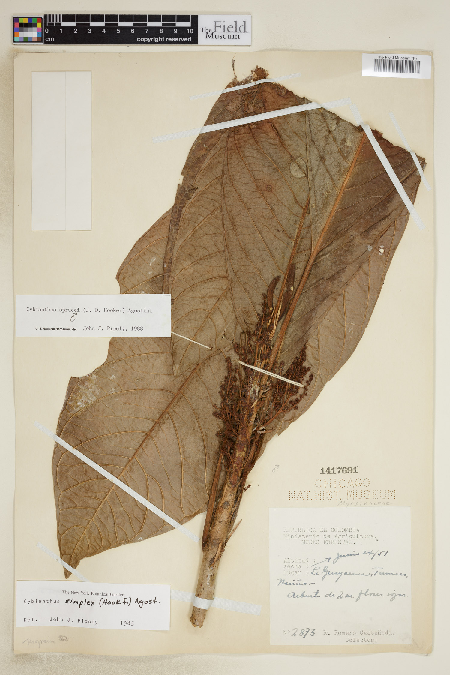 Cybianthus sprucei image