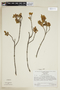 Cybianthus steyermarkianus image