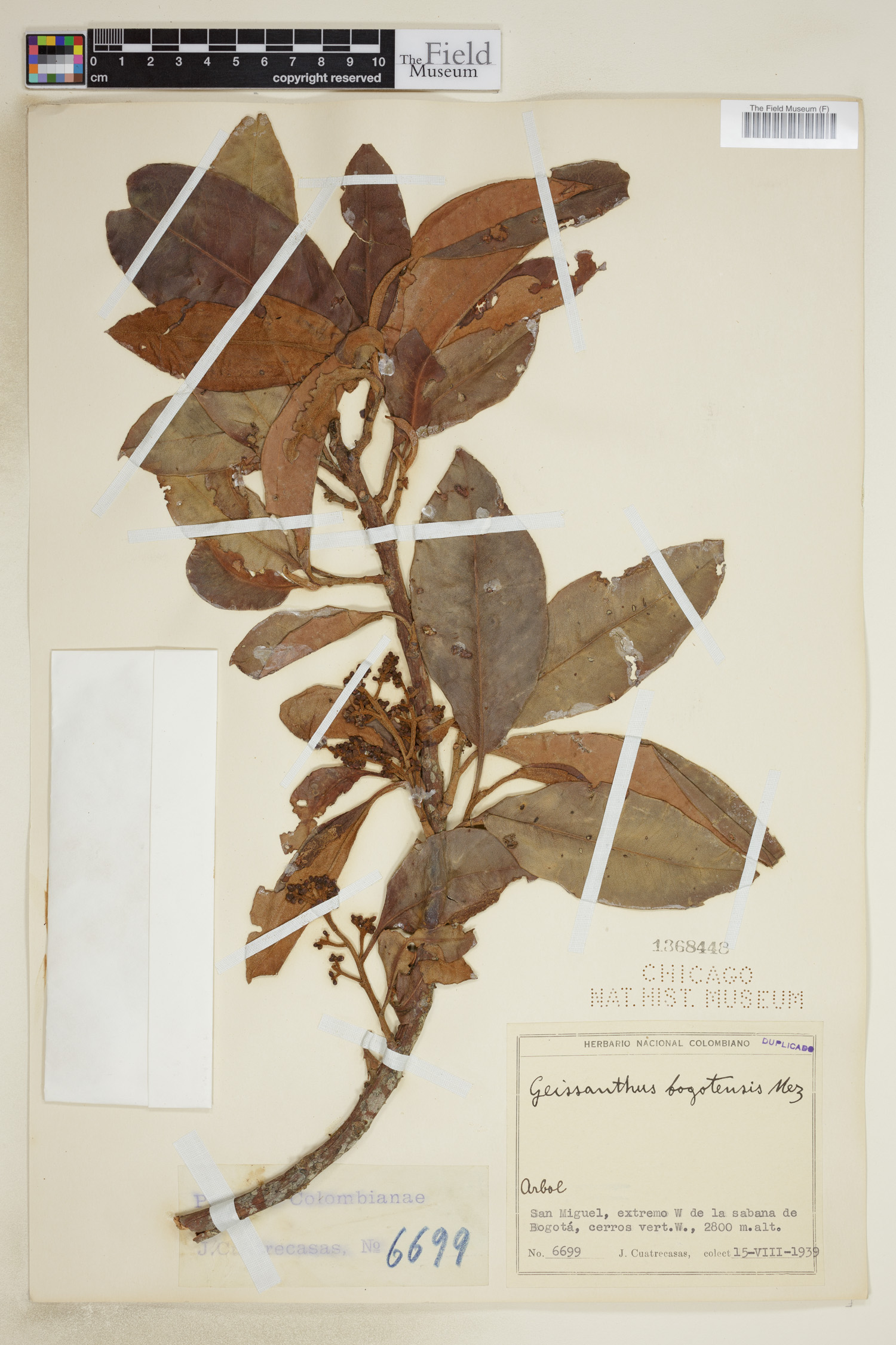 Geissanthus bogotensis image