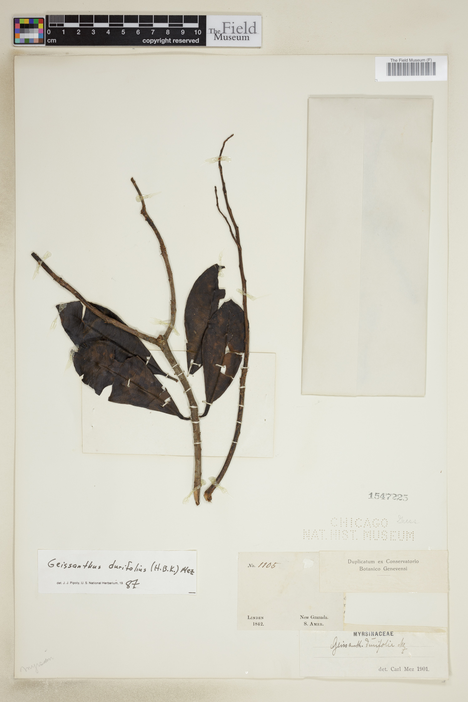 Geissanthus durifolius image