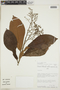 Geissanthus myrianthus image