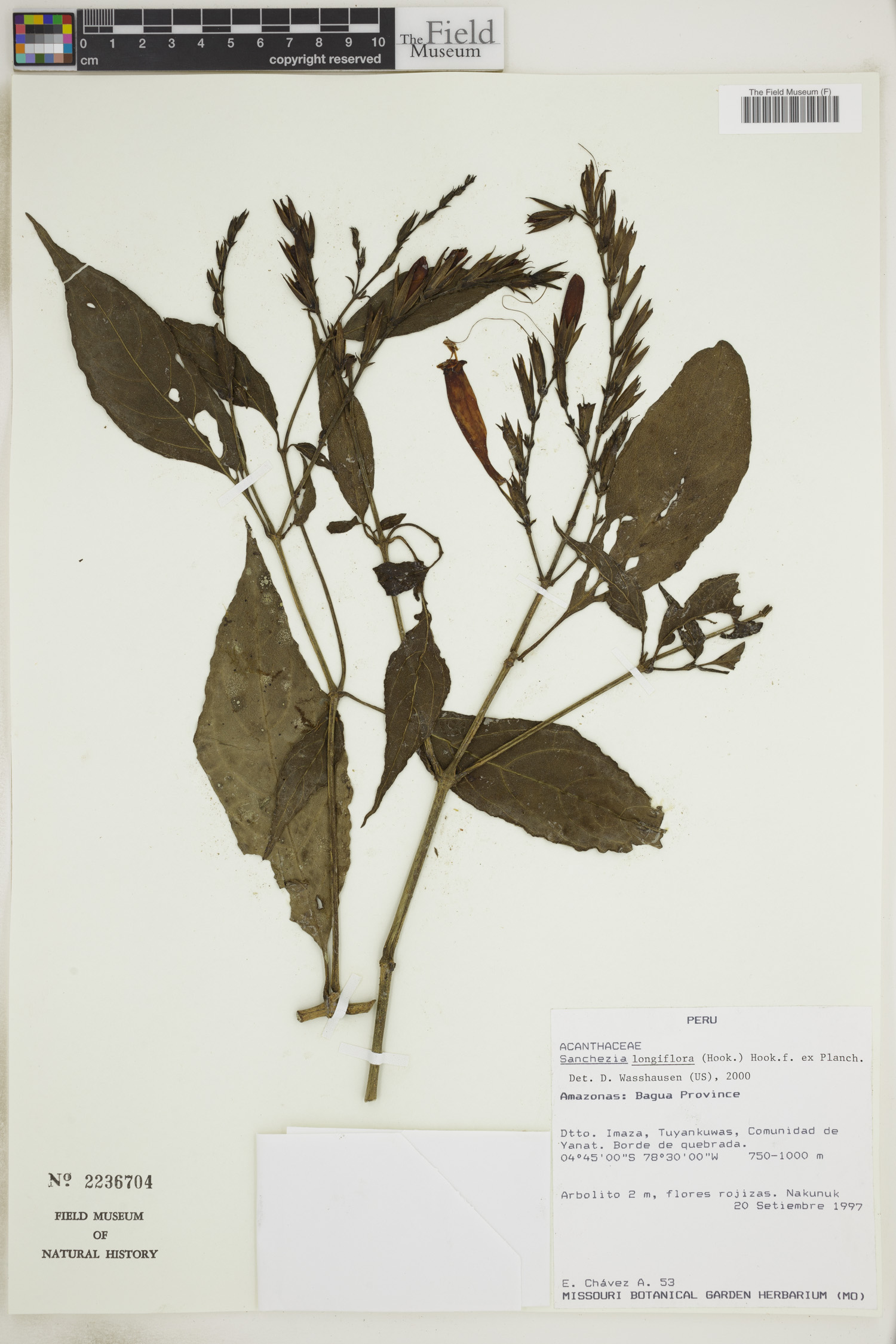 Sanchezia longiflora image