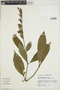 Sanchezia loranthifolia image