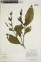 Sanchezia loranthifolia image