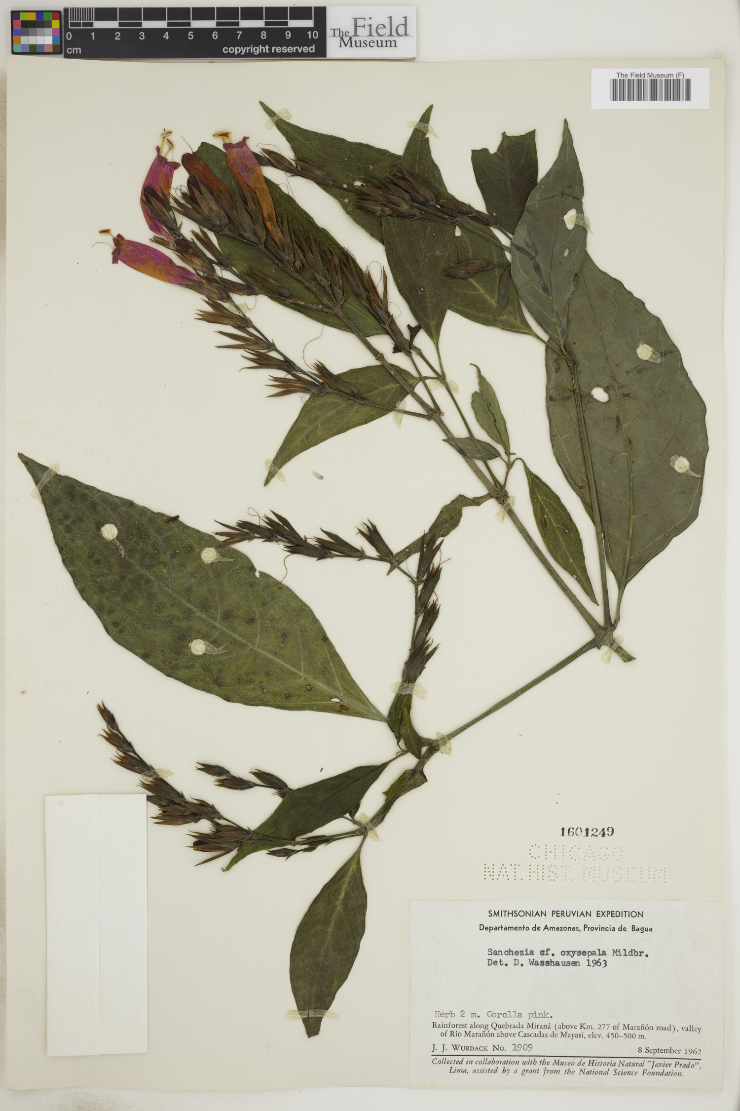 Sanchezia oxysepala image
