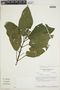 Tessmanniacanthus chlamydocardioides image