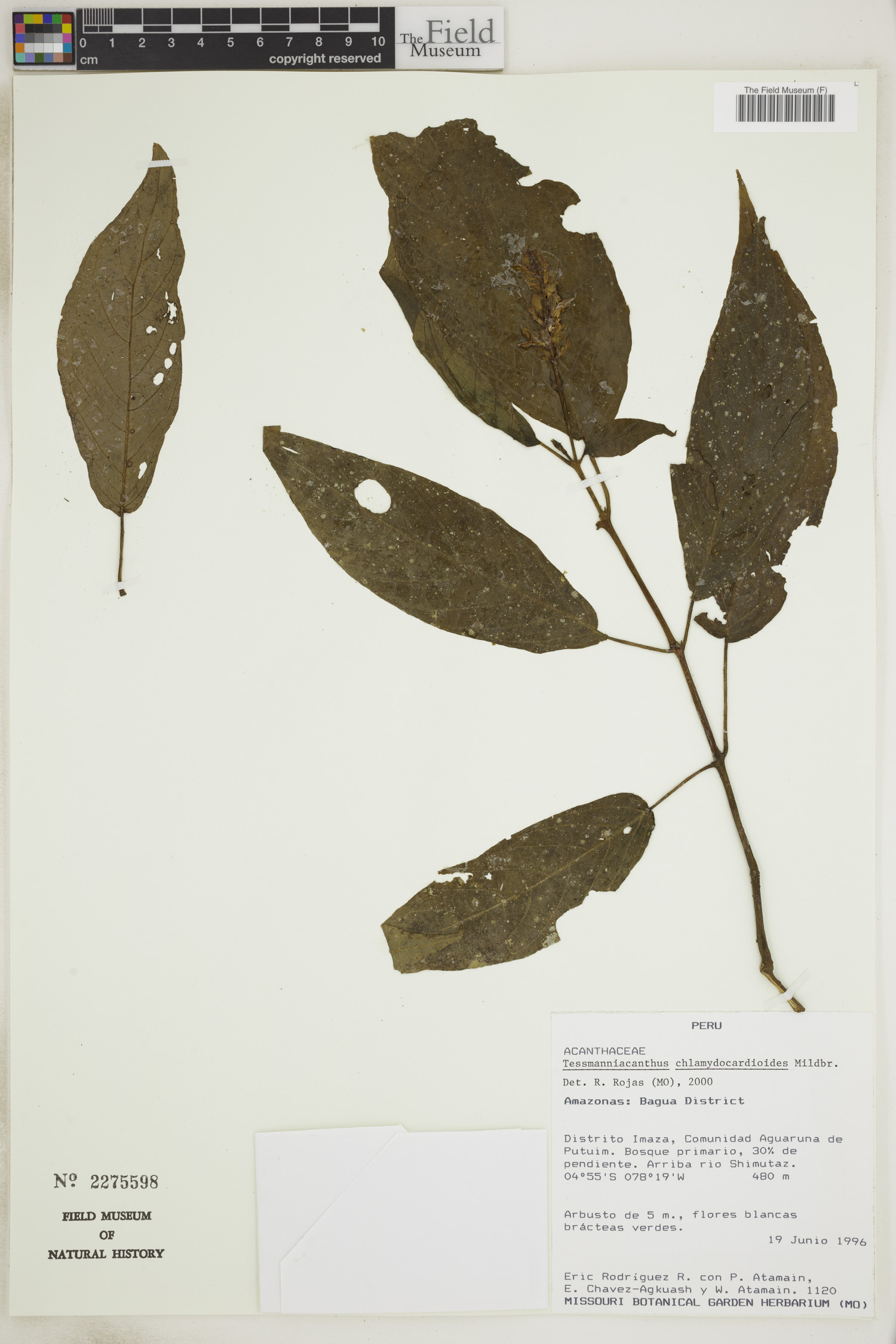 Tessmanniacanthus image