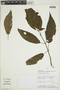 Tessmanniacanthus chlamydocardioides image