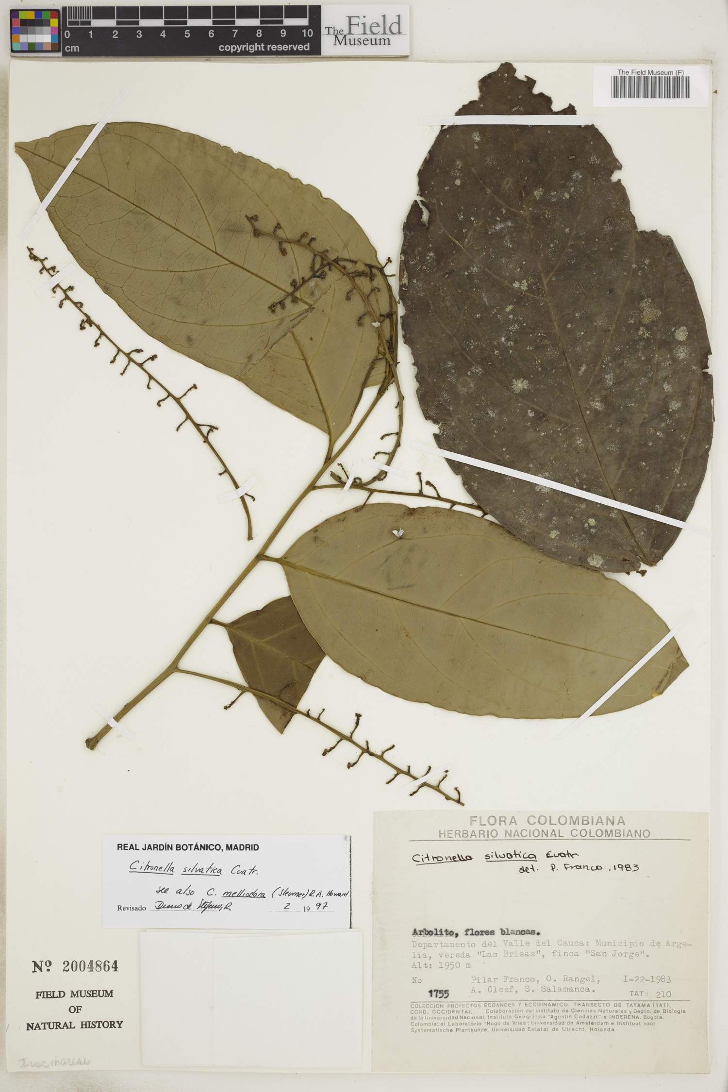 Cardiopteridaceae image