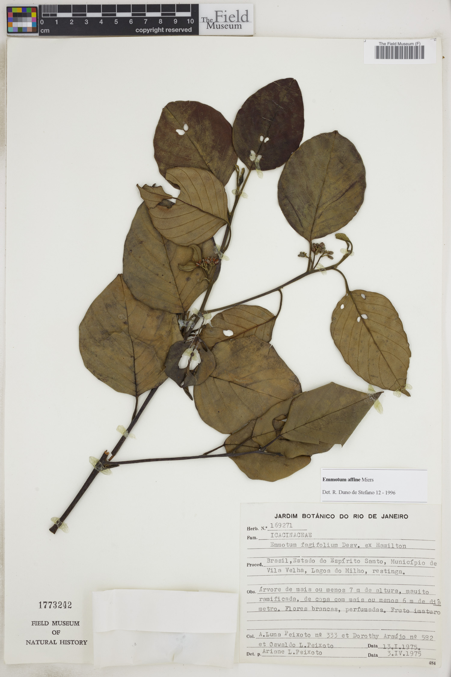 Emmotum affine image