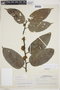 Emmotum fagifolium image