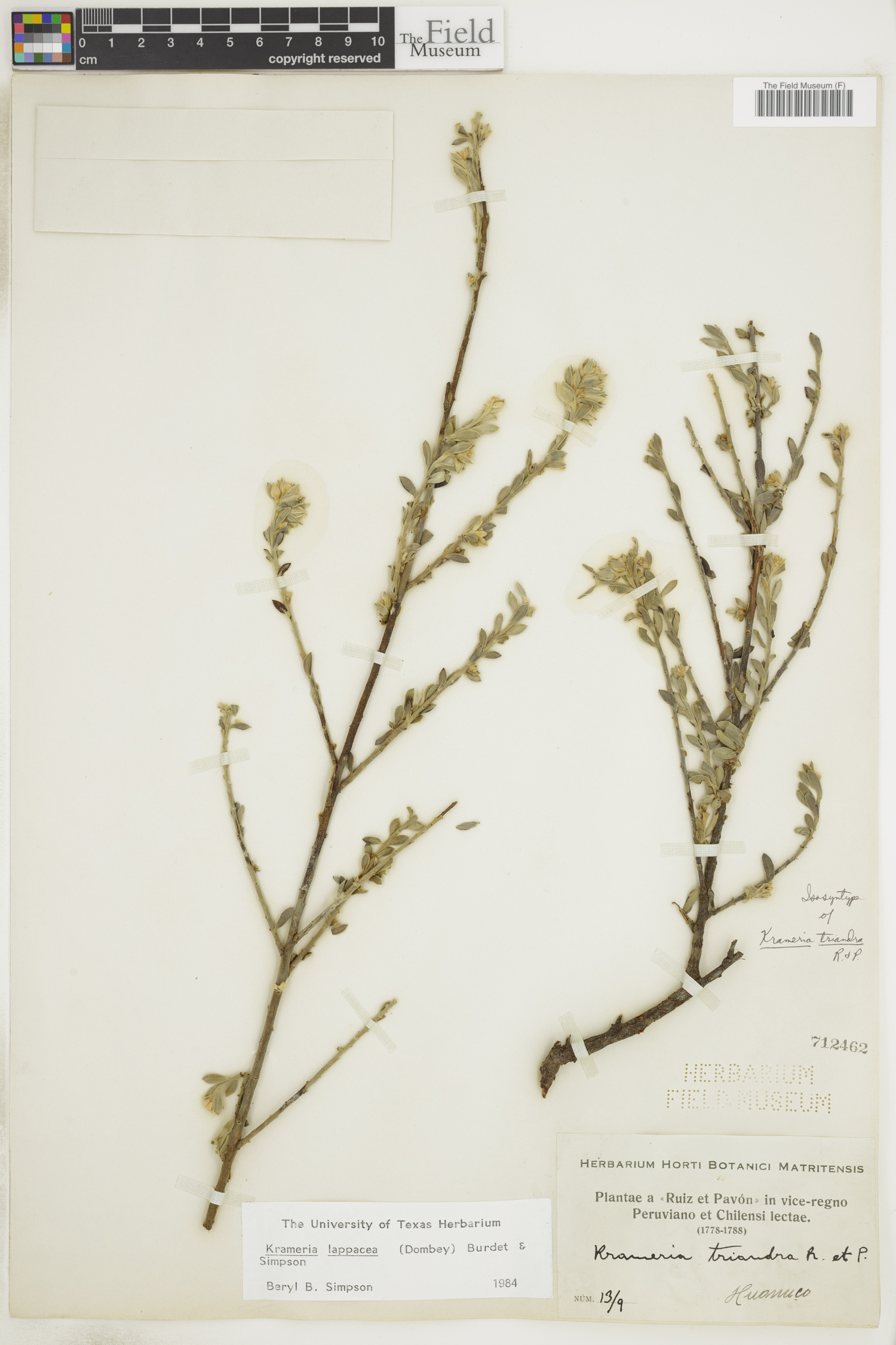 Krameriaceae image