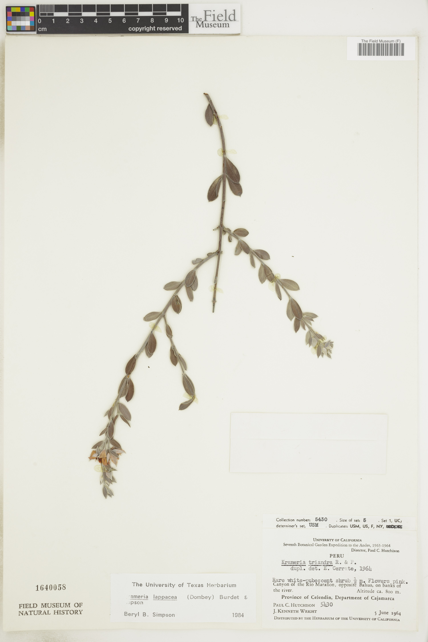Krameriaceae image