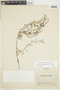 Krameria spartioides image