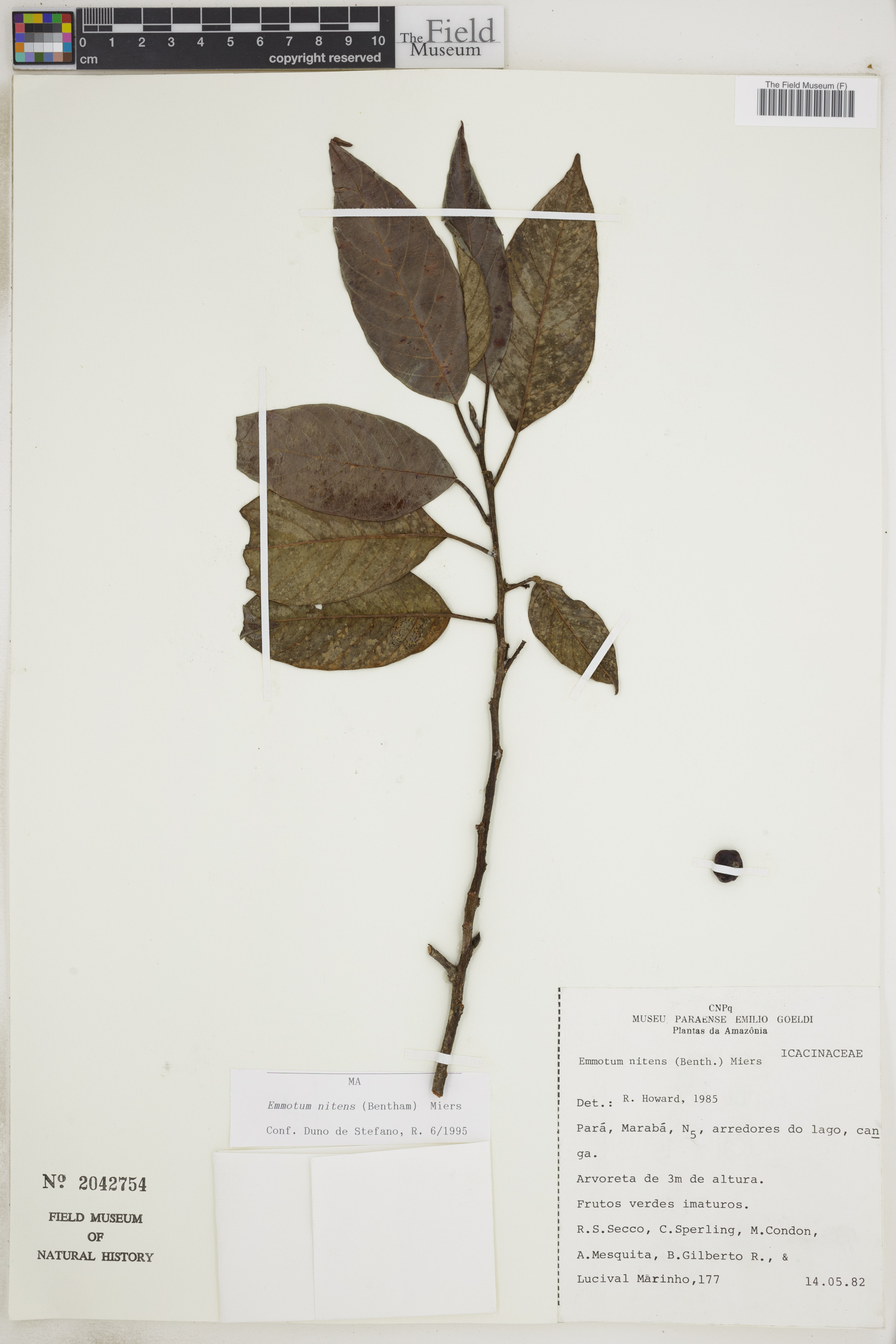Emmotum nitens image