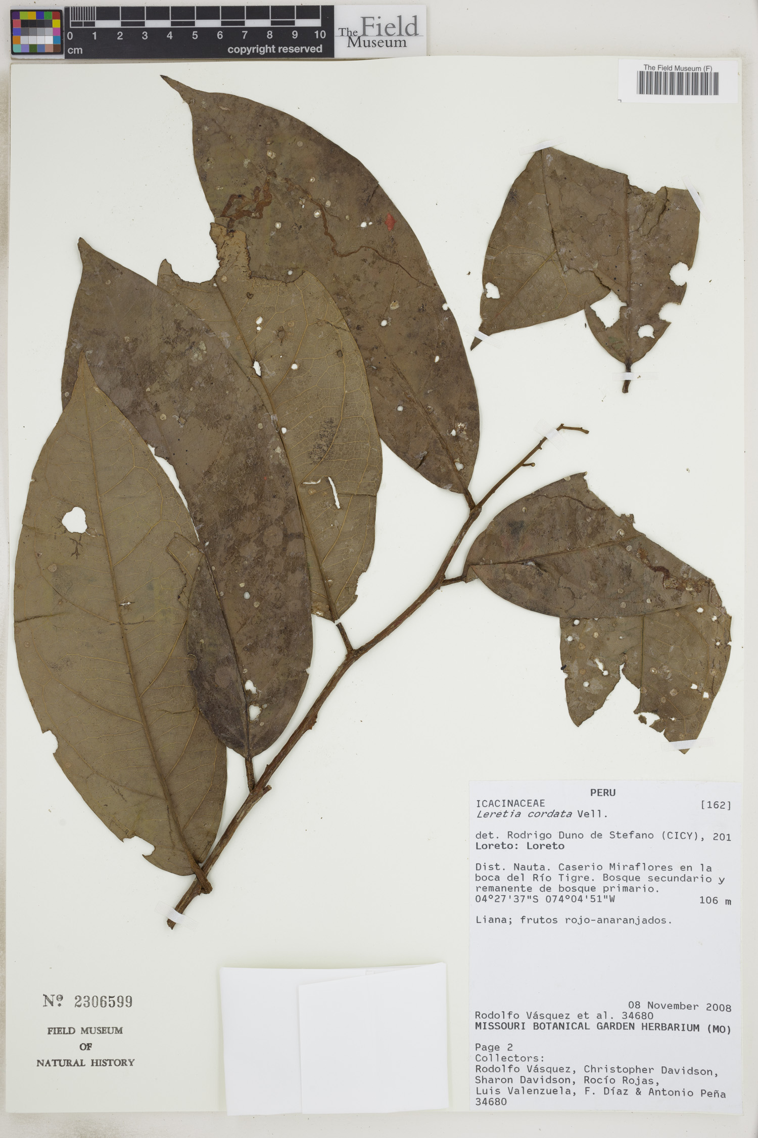 Leretia cordata image