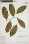 Poraqueiba guianensis image
