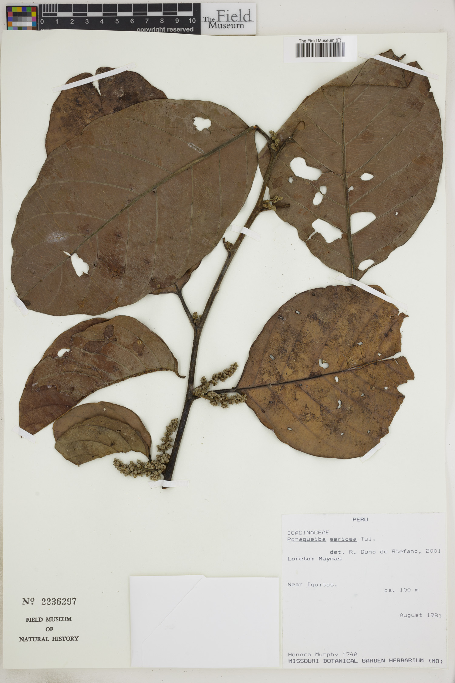 Poraqueiba sericea image