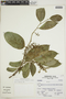 Citronella ilicifolia image
