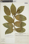 Citronella ilicifolia image
