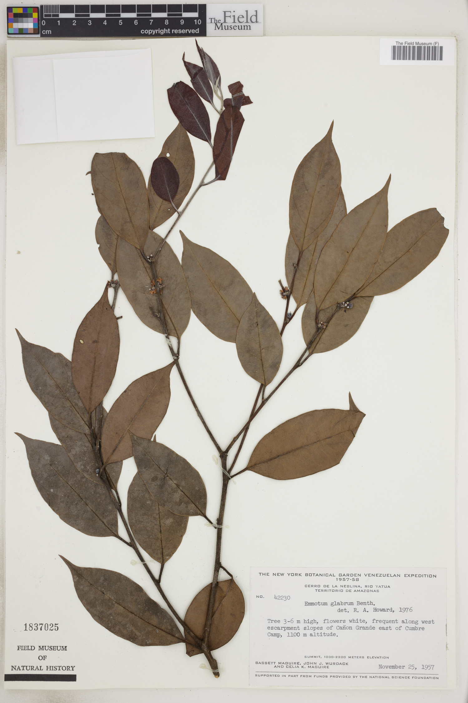 Emmotum image