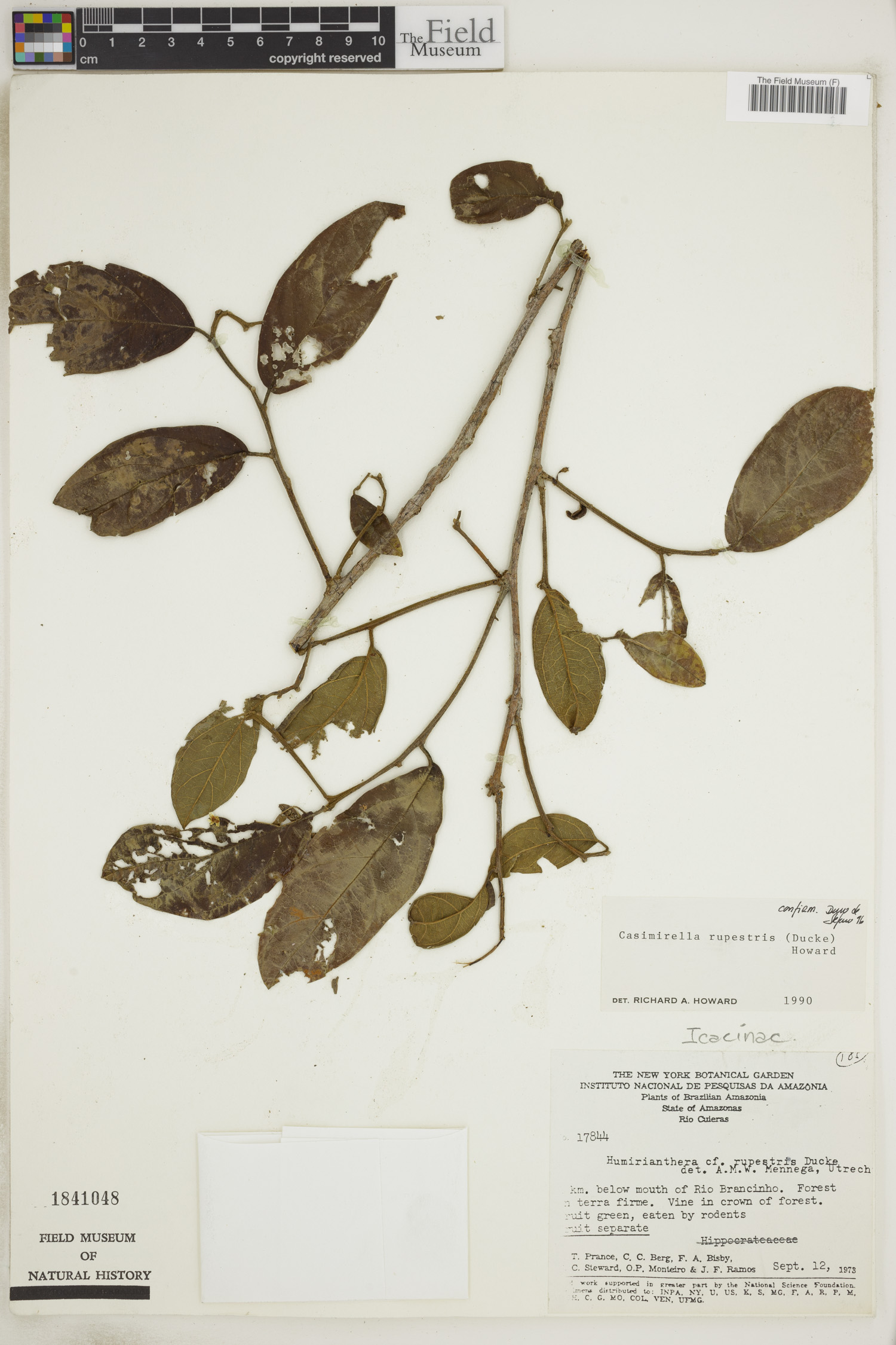 Casimirella rupestris image