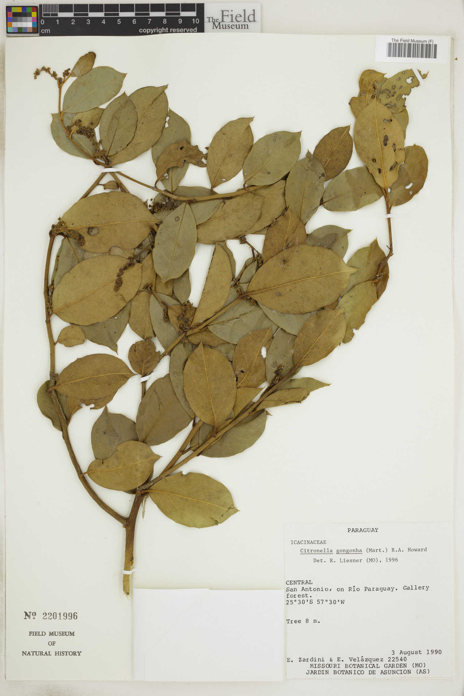 Cardiopteridaceae image