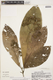 Schizocalyx peruvianus image