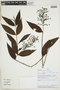 Bertiera angustifolia image