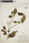 Sipanea wilson-brownei image
