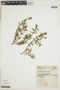 Borreria brachystemonoides image