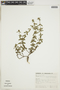Borreria brachystemonoides image