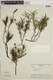 Spermacoce confertifolia image