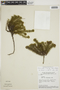 Galianthe laxa subsp. laxa image