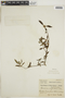 Borreria cupularis image