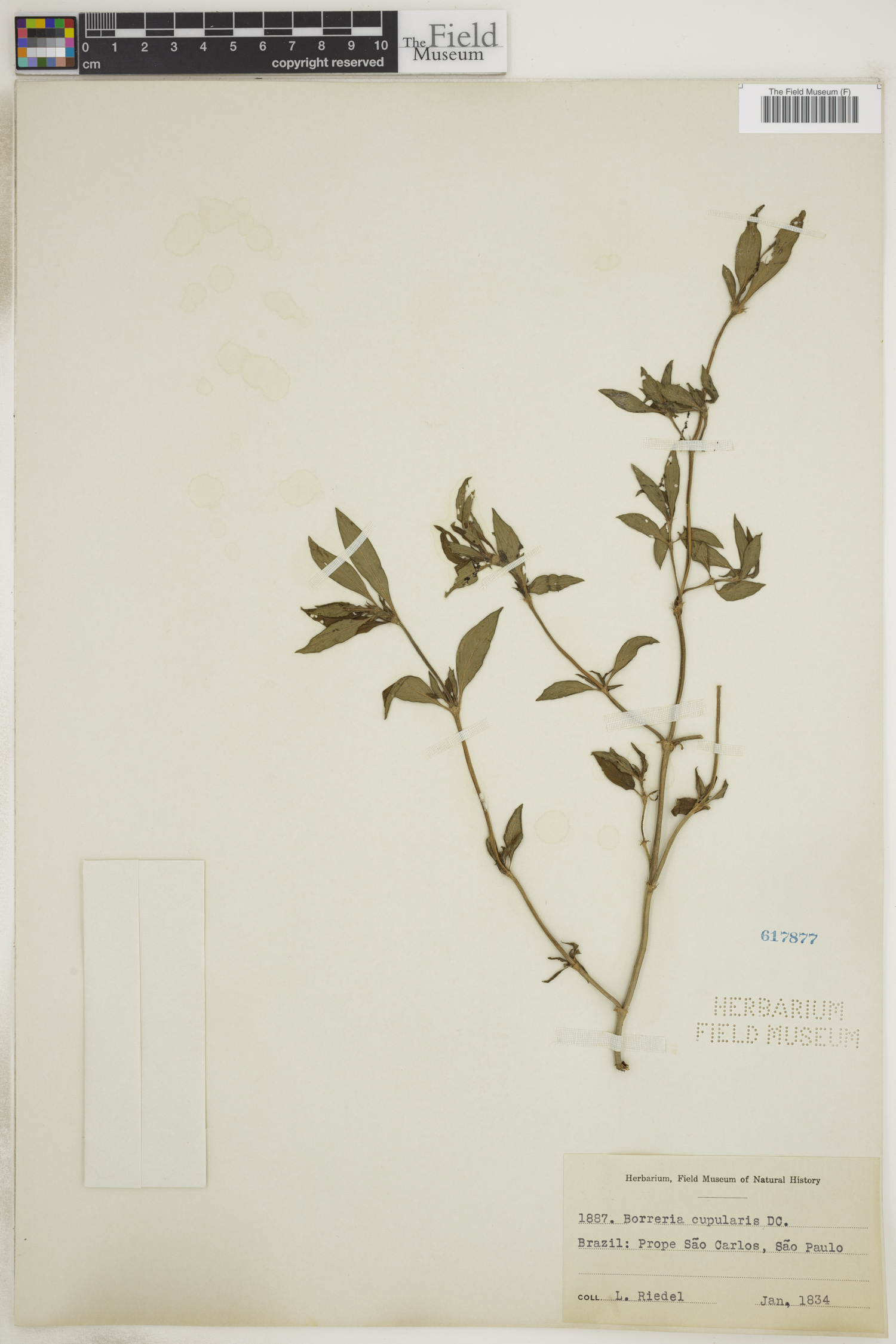 Borreria cupularis image