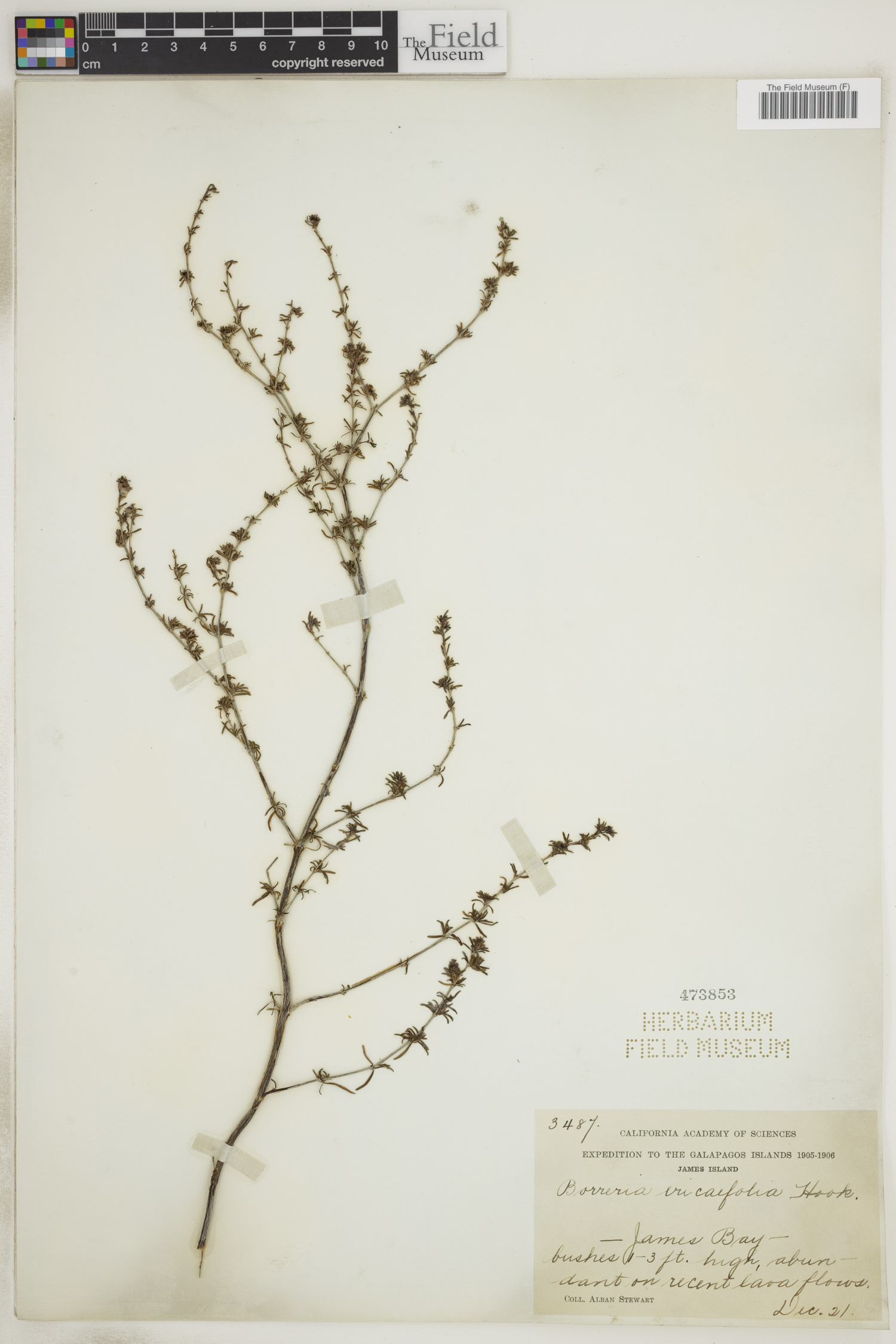 Borreria ericaefolia image