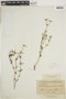 Borreria eryngioides image