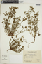 Borreria eryngioides image