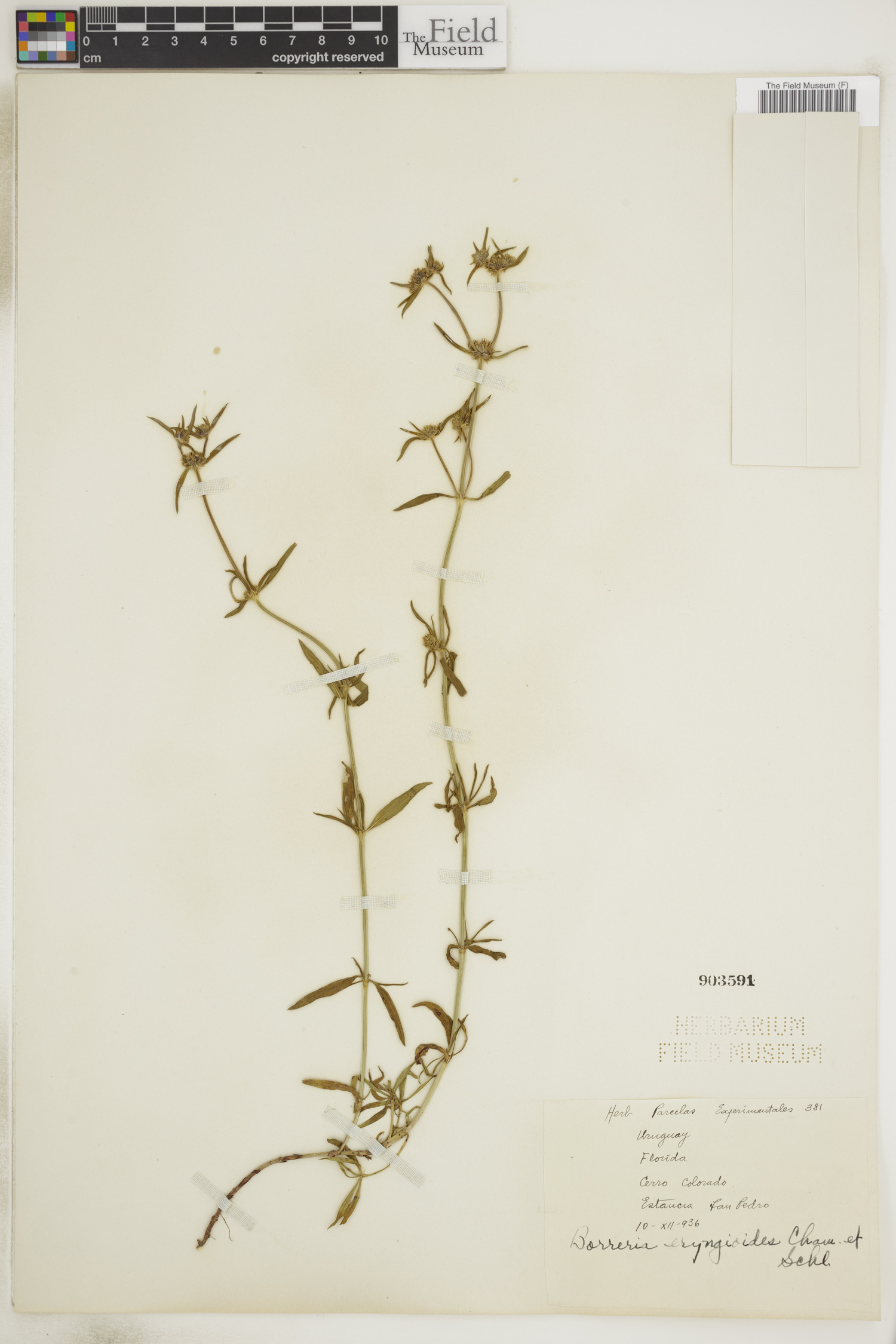 Borreria eryngioides image