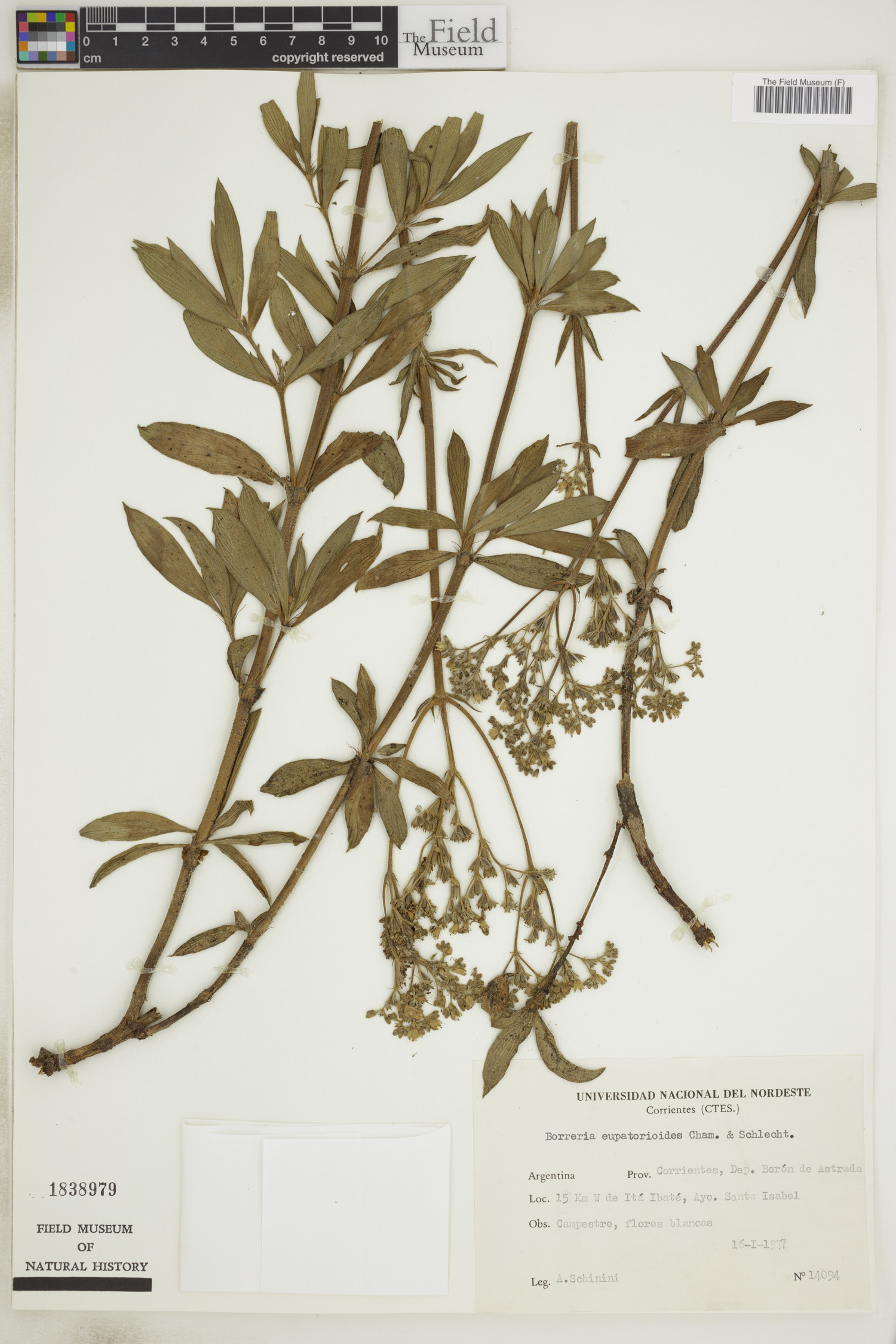Galianthe image