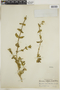 Borreria latifolia image