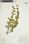 Borreria latifolia image