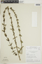 Borreria multiflora image