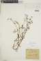 Borreria ovalifolia image