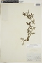 Borreria ovalifolia image