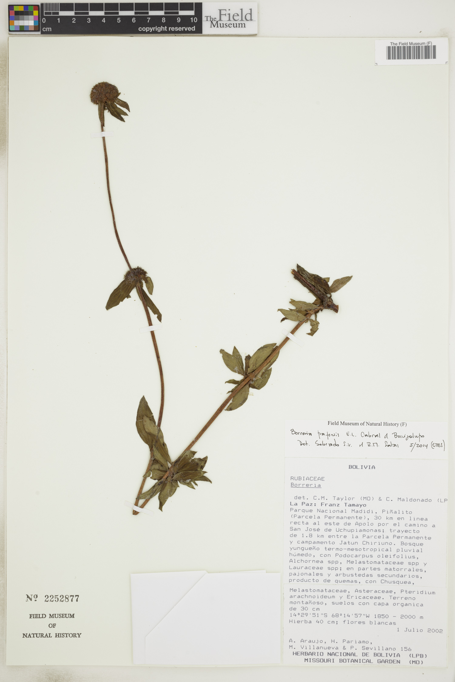 Borreria pazensis image