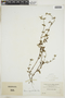 Borreria ocymoides image